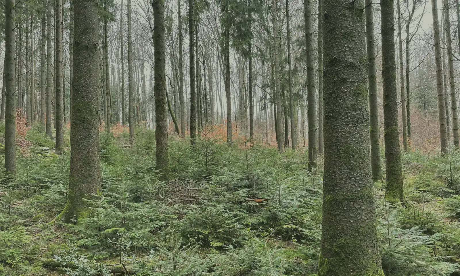 peuplement-resineux-alain-scaled-1600-F