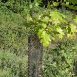 Protection-contre-le-gibier-NSF2a-150×150