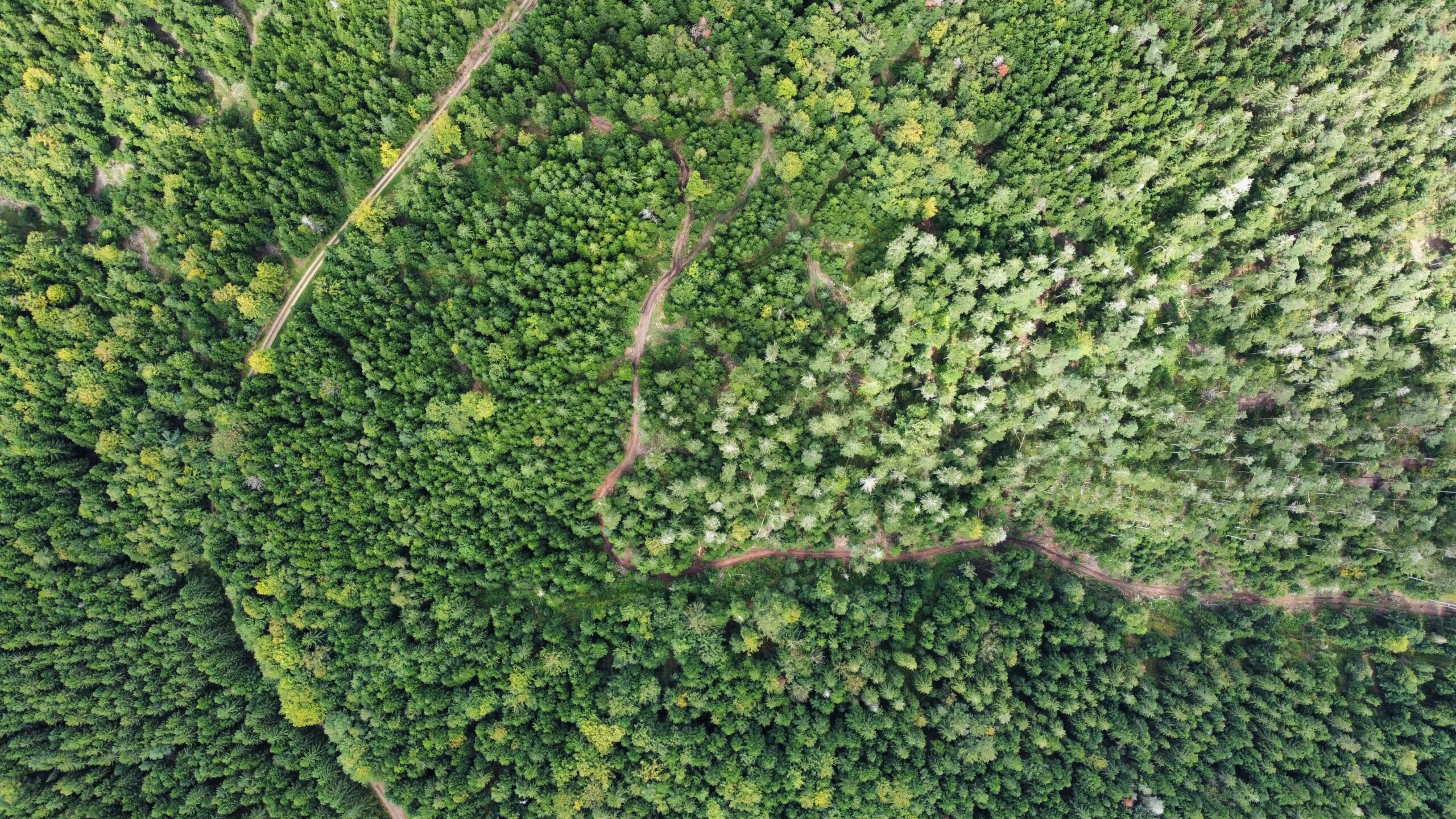 gestion forestière