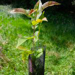 plants-forestiers-150