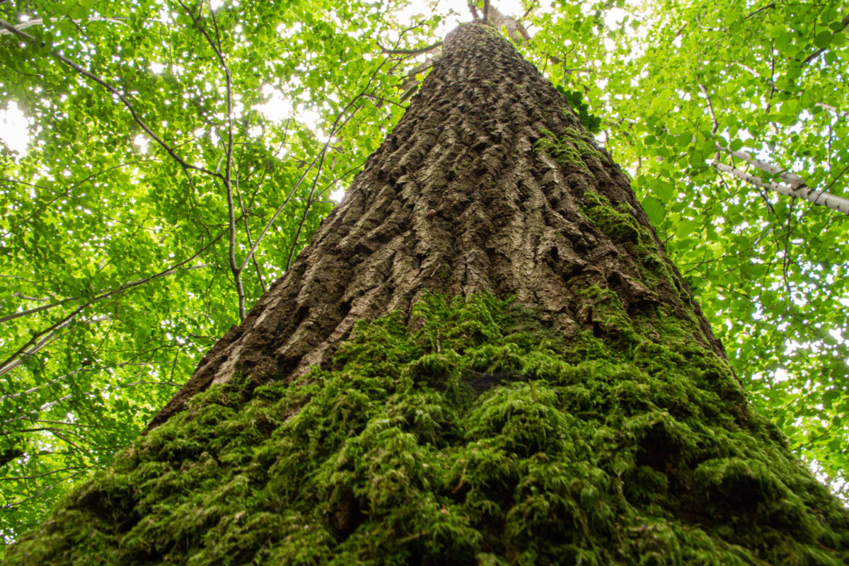 Toutes les actus Forêt d'Ici - Forêt d'ici