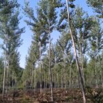 20200917_102004 vente de bois d’œuvre peuplier