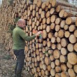vente de bois industrie