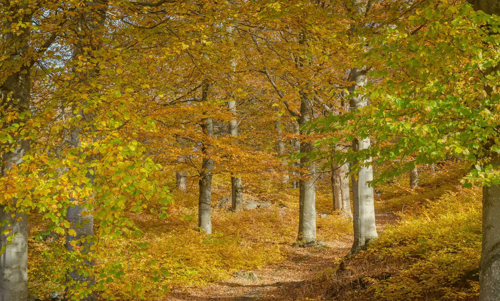 beautiful-mesmerizing-shot-forest-slowly-turning-gold-autumn-scaled-1600-F